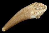 Fossil Plesiosaur (Zarafasaura) Tooth - Morocco #107715-1